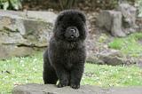 CHOW CHOW 682